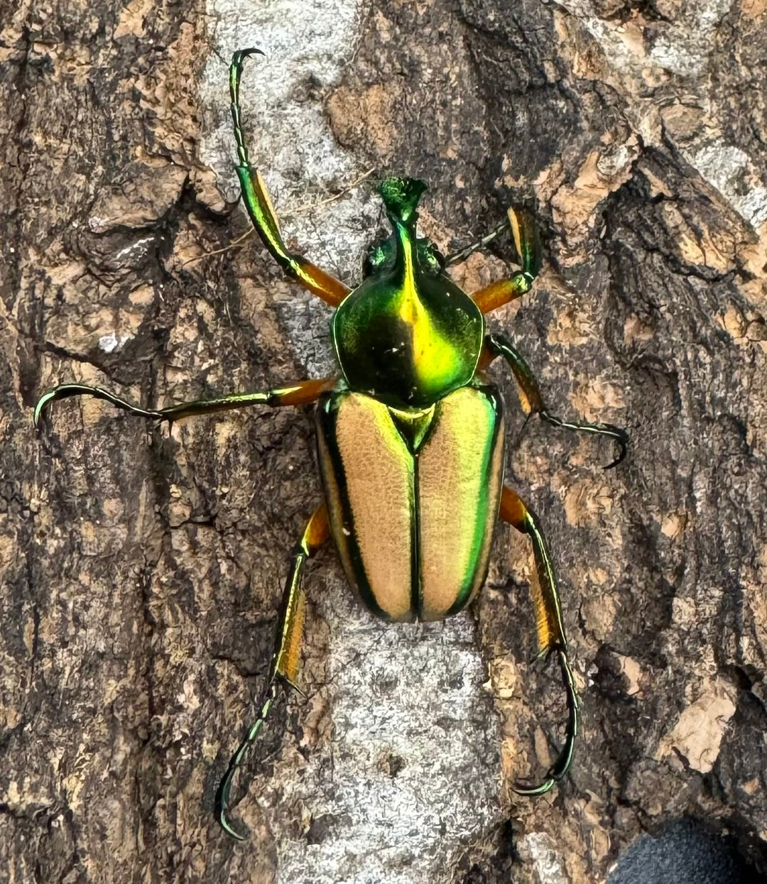 【WD】《セブヒメカブトハナムグリ ペア》