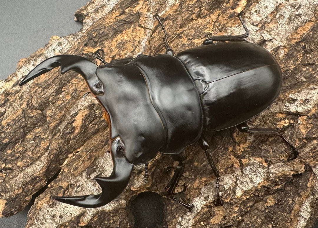 【WF1】《アンタエウスオオクワ カオバン産 75mm ペア》