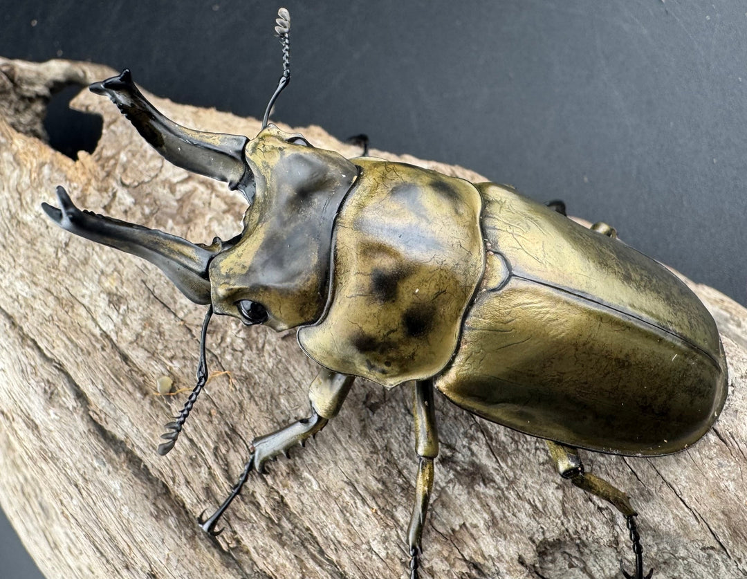 【F0】《ローゼンベルグオウゴンオニクワガタ 71mm ペア》