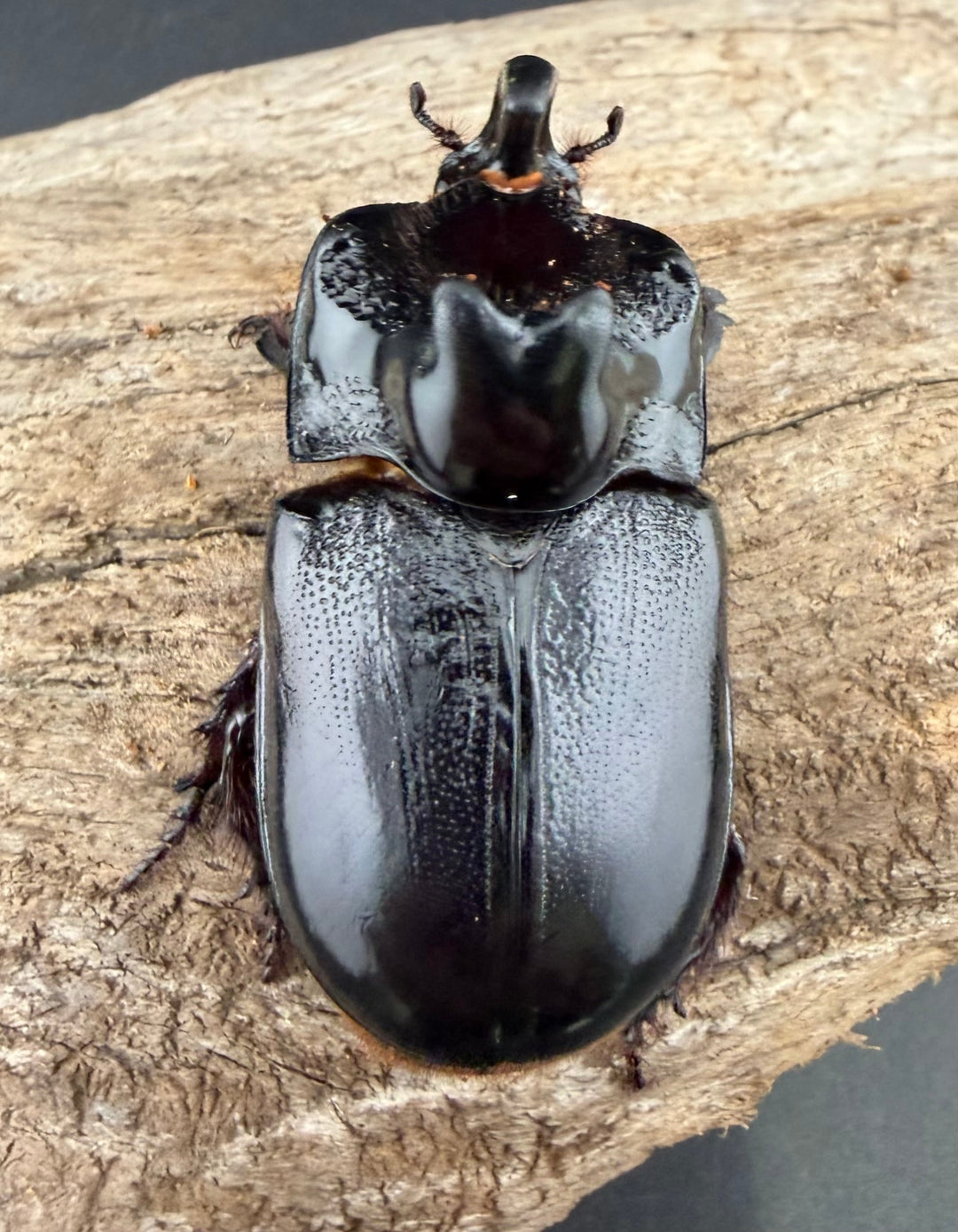 【WD】《マルタバンメンガタカブト 63mm A'品ペア》