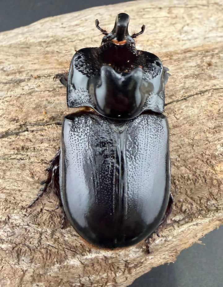 【WD】《マルタバンメンガタカブト 63mm A'品ペア》