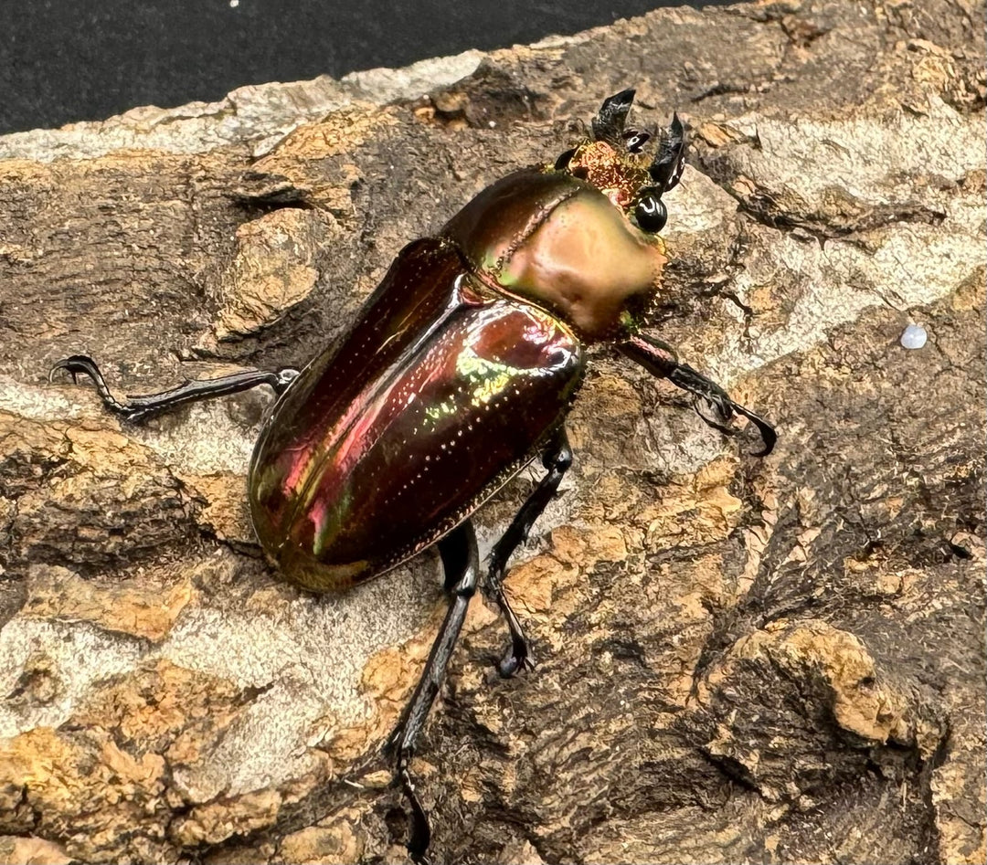 《ニジイロクワガタ 52mm ペア》