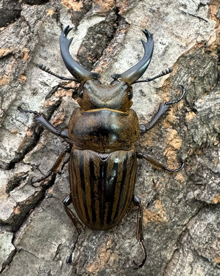 【WD】《ストリアータツヤクワガタ 44mm ペア》