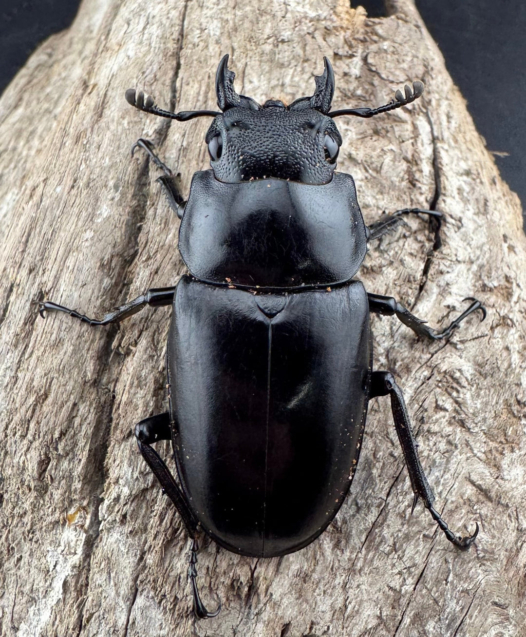 【WD】《 ギラファノコギリ亜種ケイスケ 102mm ペア》