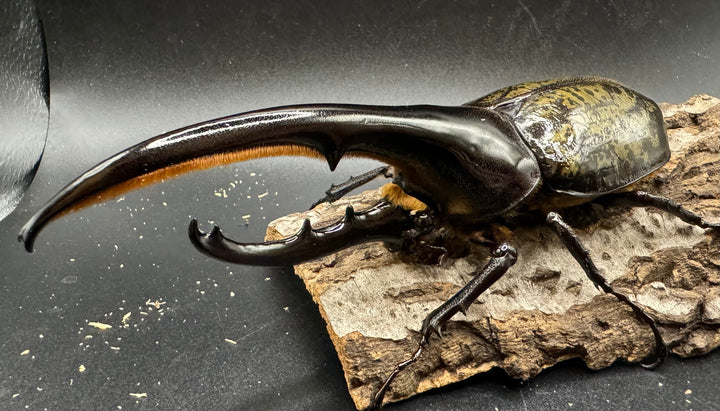 《ヘラクレス・ヘラクレス 148mm ペア》