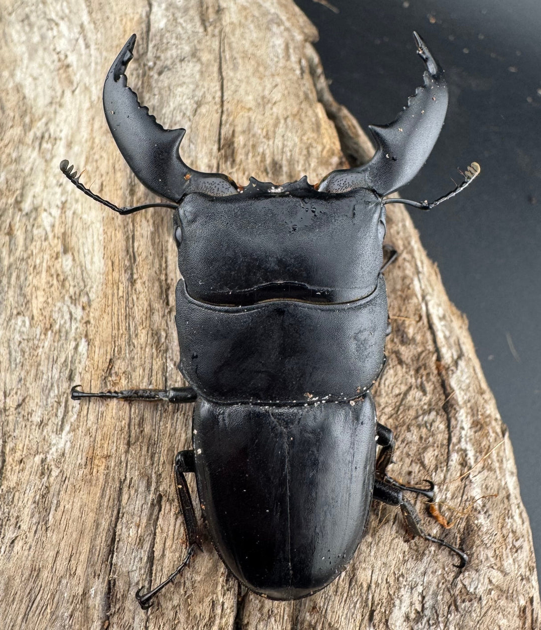 【WD】《スマトラオオヒラタ アチェ産 73mm ペア》