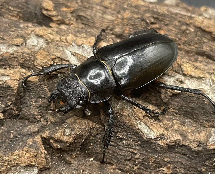 【WD】《ラサミヤマ（チョウセンミヤマ亜種lhasaensis） ♀単》