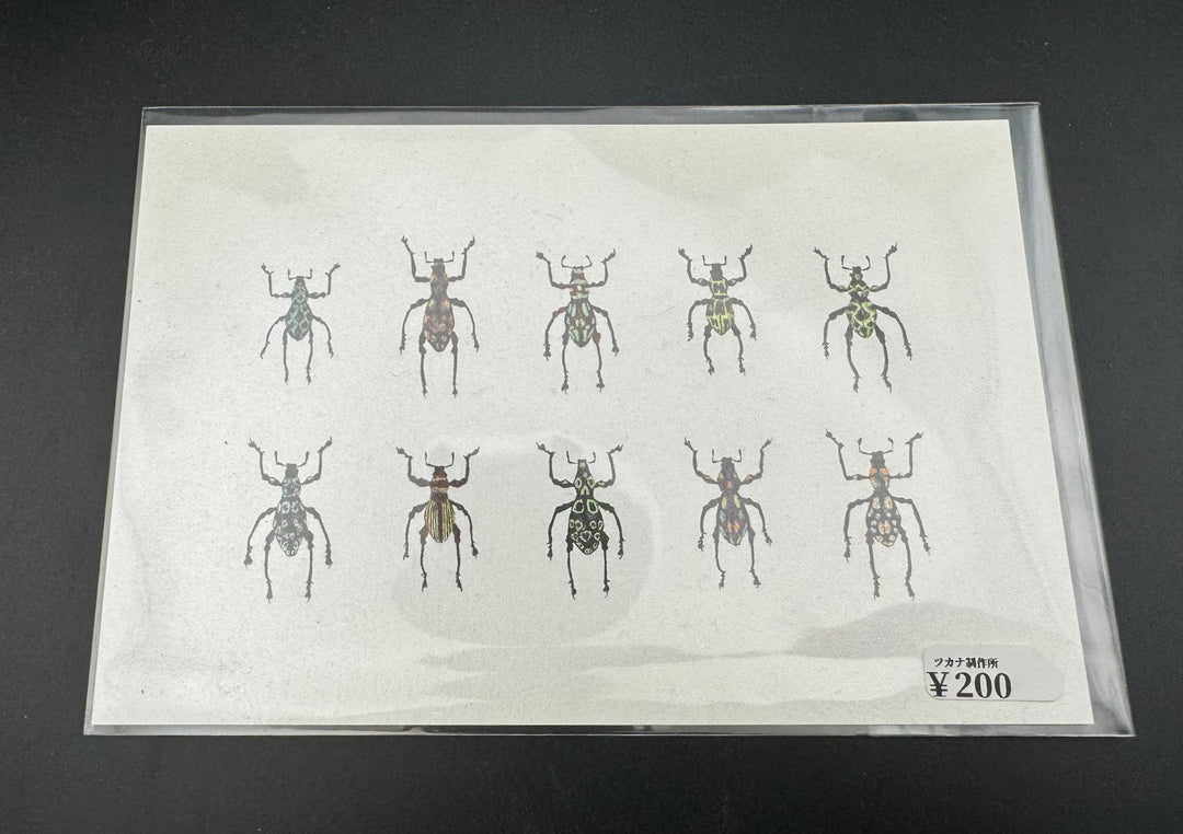 ポストカード 1枚入り（カタゾウムシ）