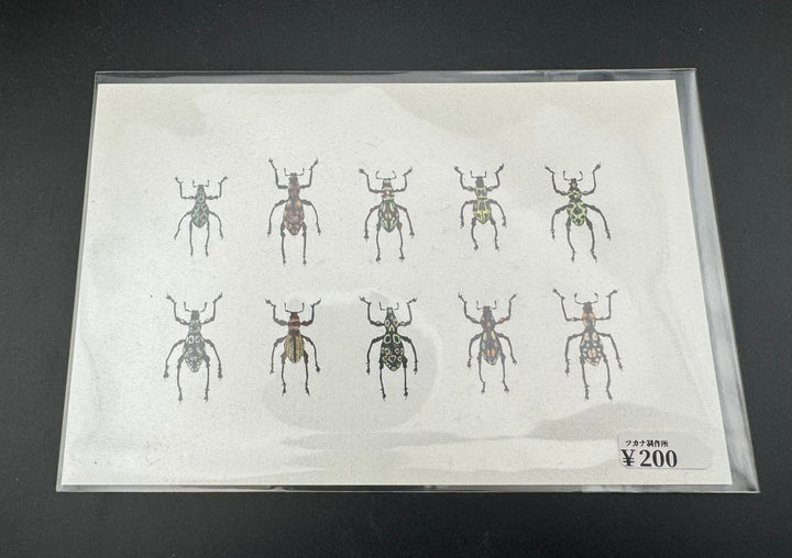 ポストカード 1枚入り（カタゾウムシ）
