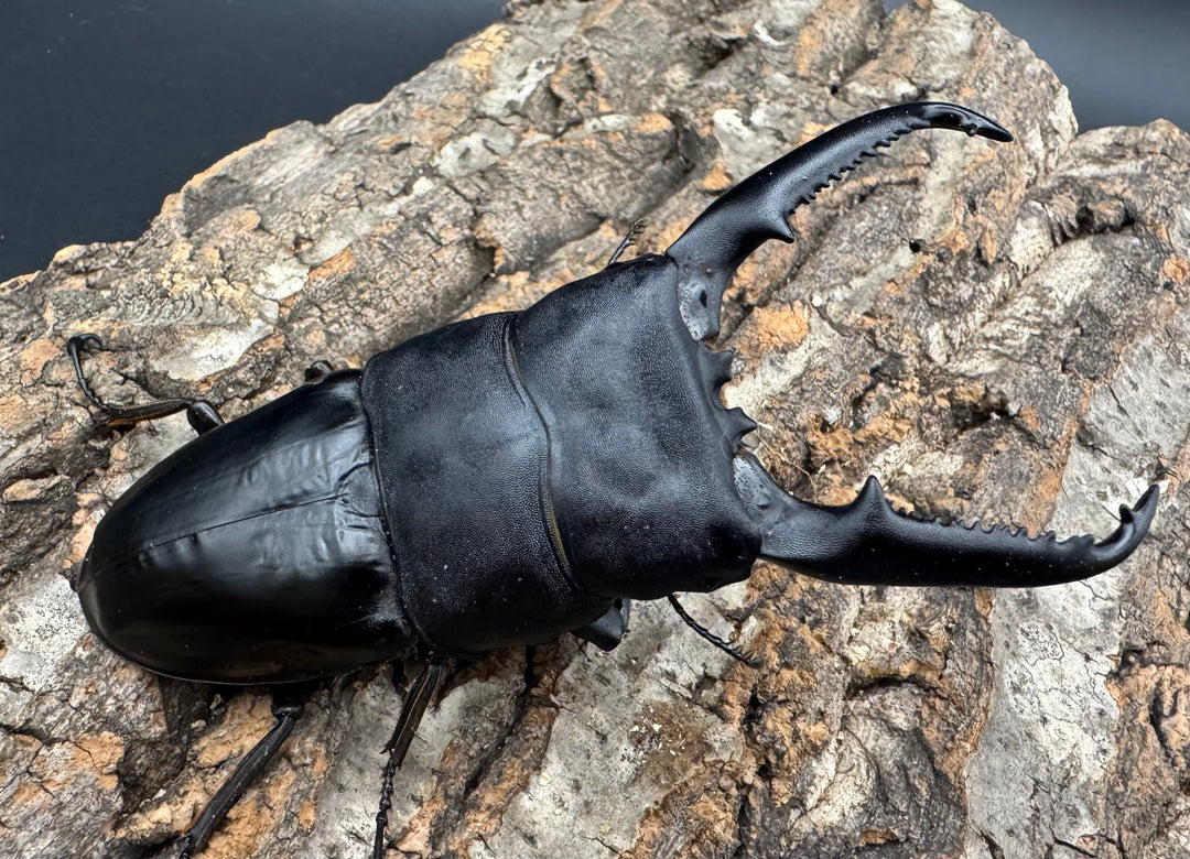 《パラワンオオヒラタクワガタ 106mm ペア》