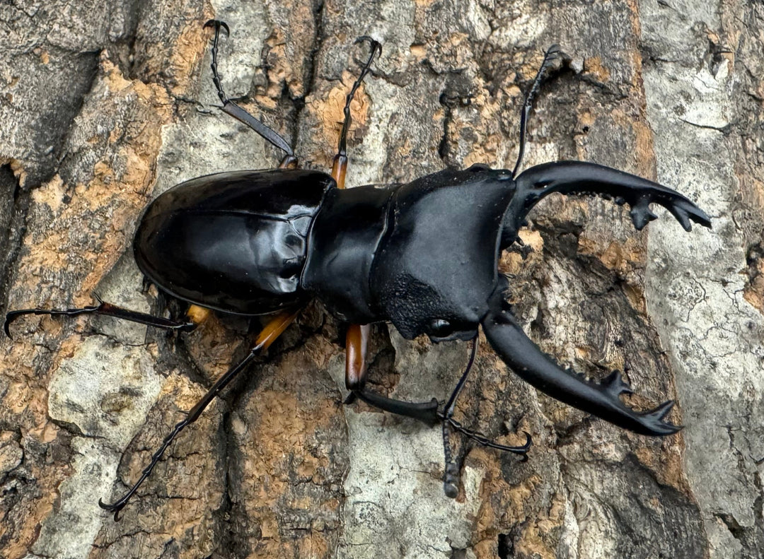 【WD】新産地《インペリアリスツヤ亜種komorii ロハス産 62.5mm ペア》