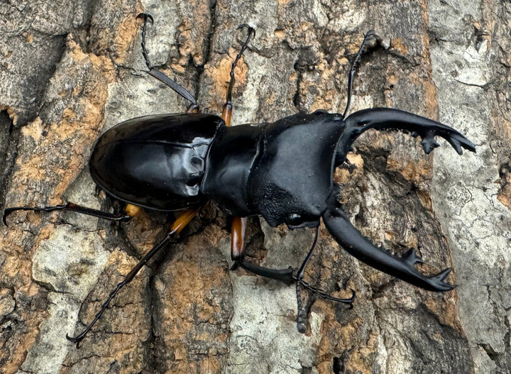 【WD】新産地《インペリアリスツヤ亜種komorii ロハス産 62.5mm ペア》