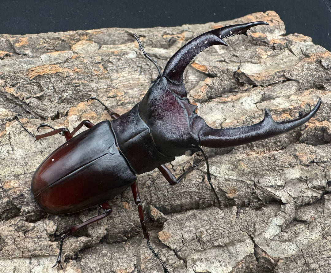 《マンディブラリスフタマタ原名亜種 サバ産 ホワイトアイ 93mm ペア》