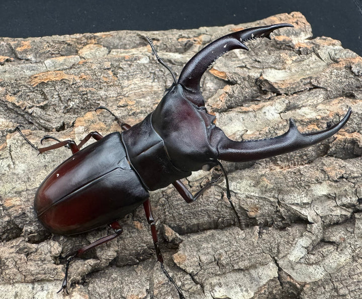 《マンディブラリスフタマタ原名亜種 サバ産 ホワイトアイ 93mm ペア》