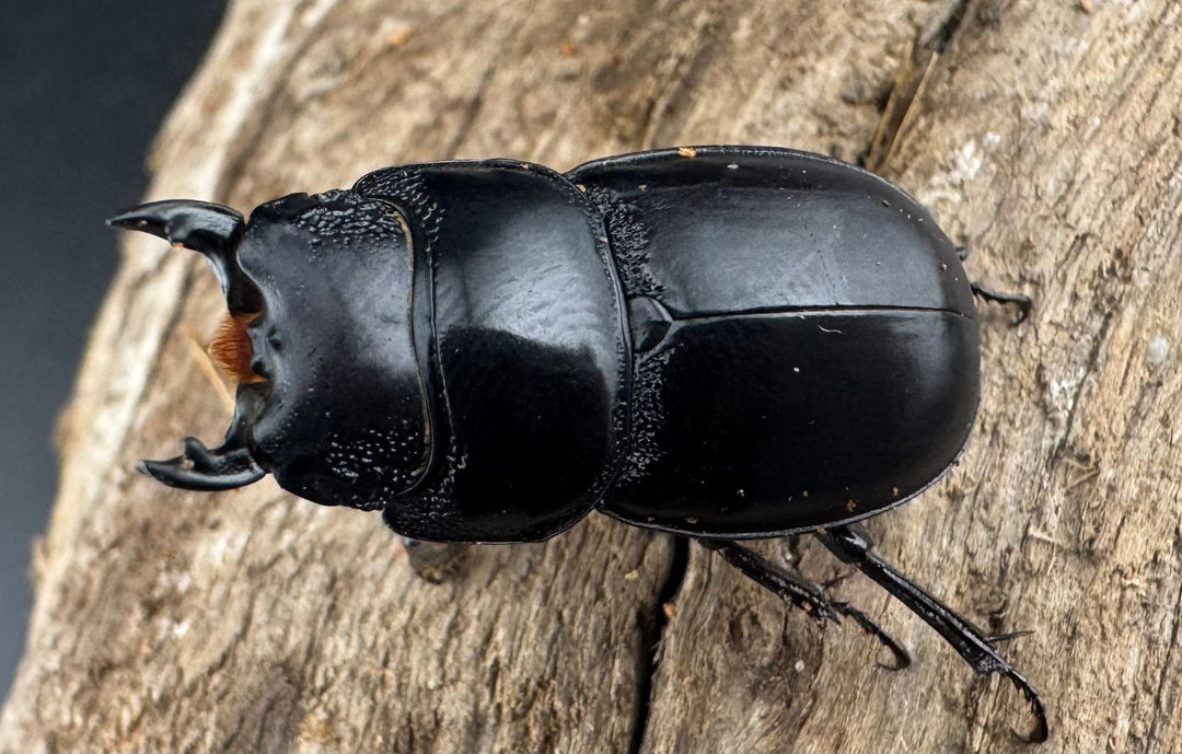 【WD】新産地《ティアンムニセヒタラ 龍王山 29mm ペア》