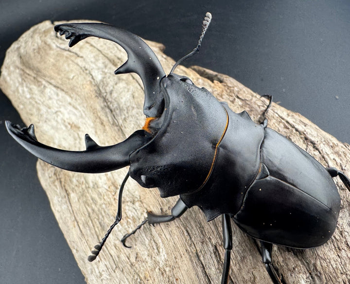 【WD】《アルケスツヤクワガタ 86.5mm ペア》