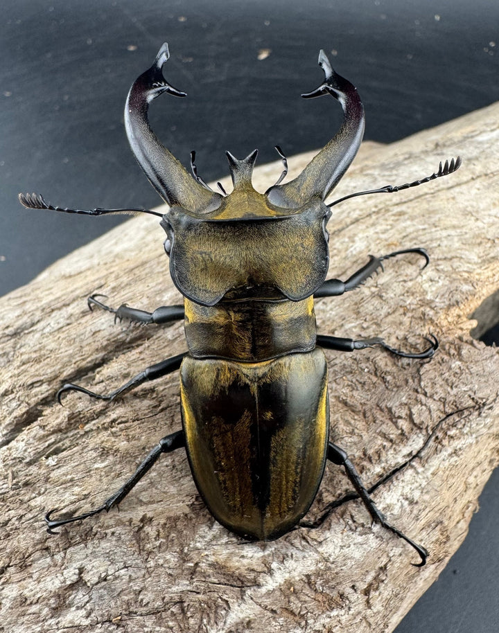 【WD】《チベットミヤマ亜種singularis 66mm ペア》