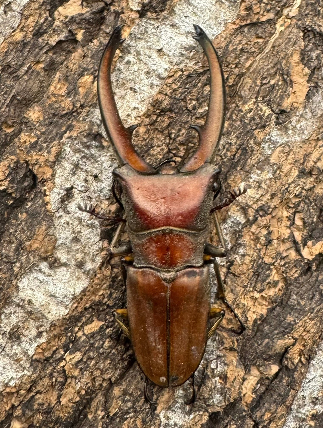 【WD】《カナリクラトゥスホソアカ 54.5mm ペア》