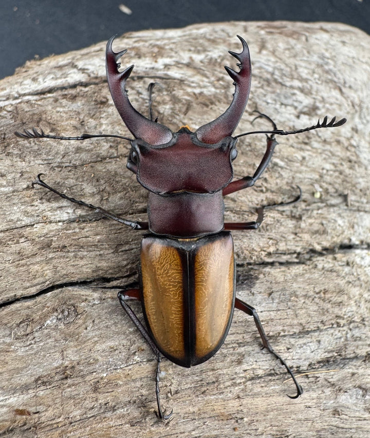 【WD】《ラエトゥスミヤマクワガタ 41.5mm ペア》