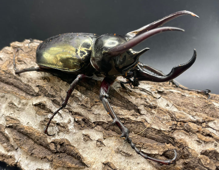 【WD】《ミンダナオアトラスオオカブト 90mmUP ペア》②