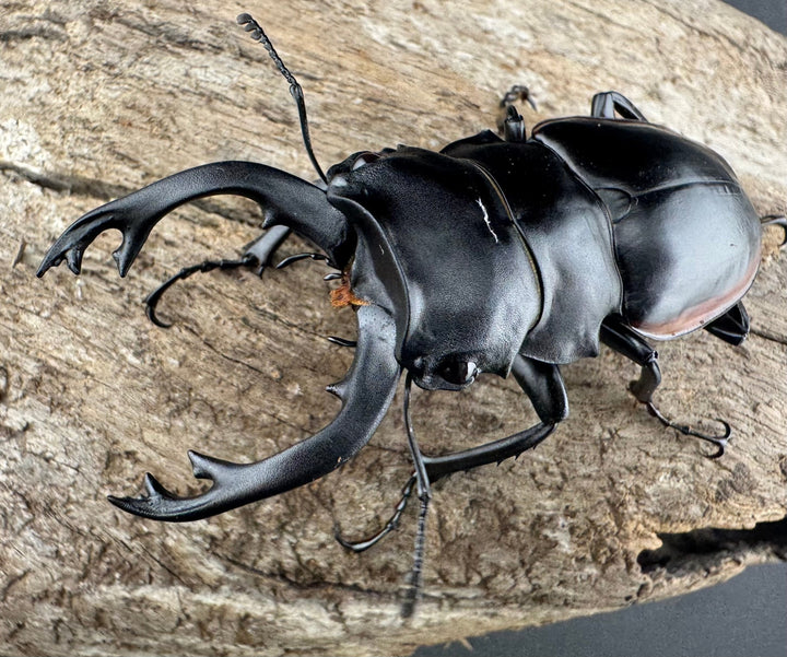 【WD】《クベラツヤクワガタ亜種sinensis 浙江省産 70mm ペア》