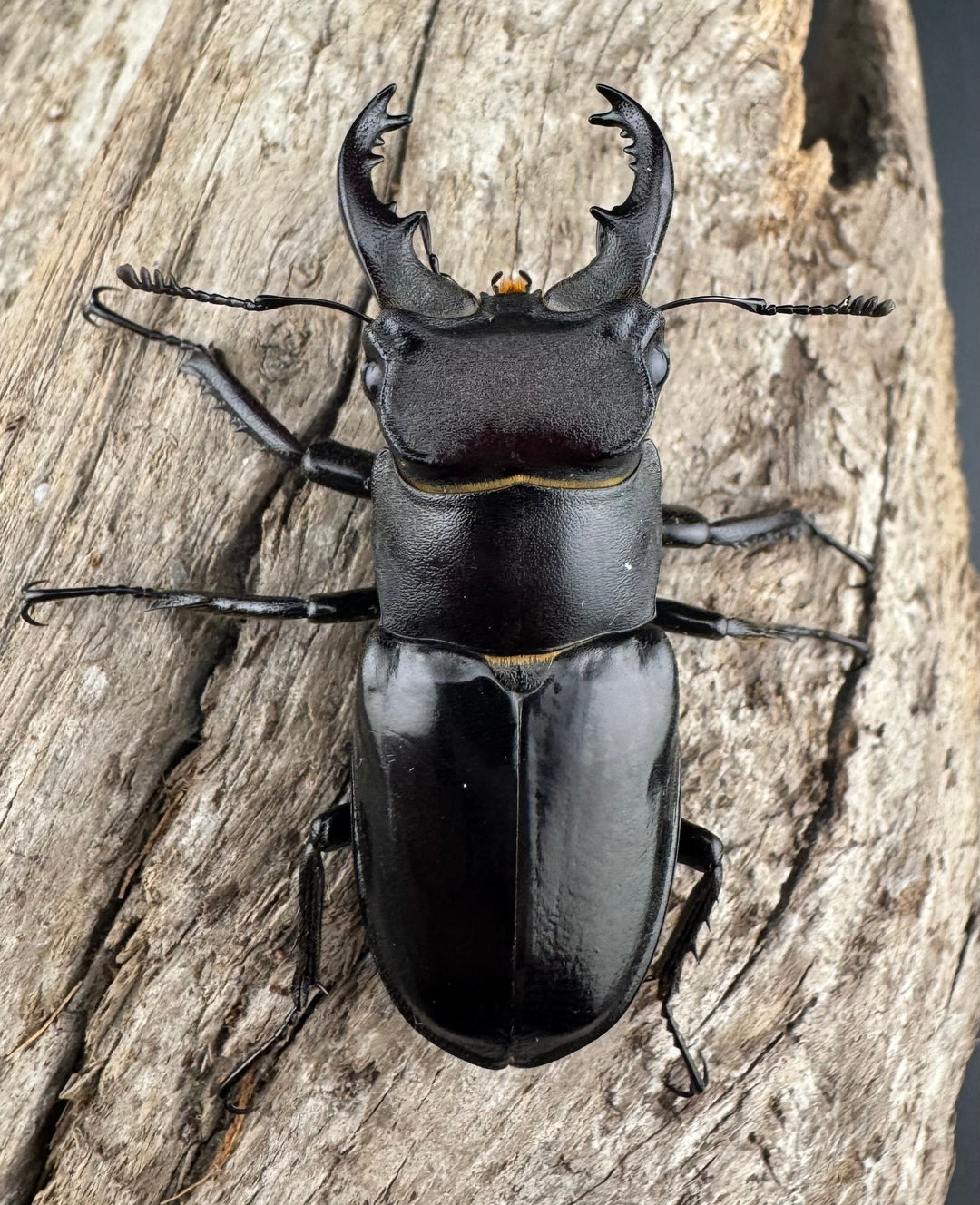 【WF1】《クリイロミヤマ 秀林郷産 44.5mm ペア》