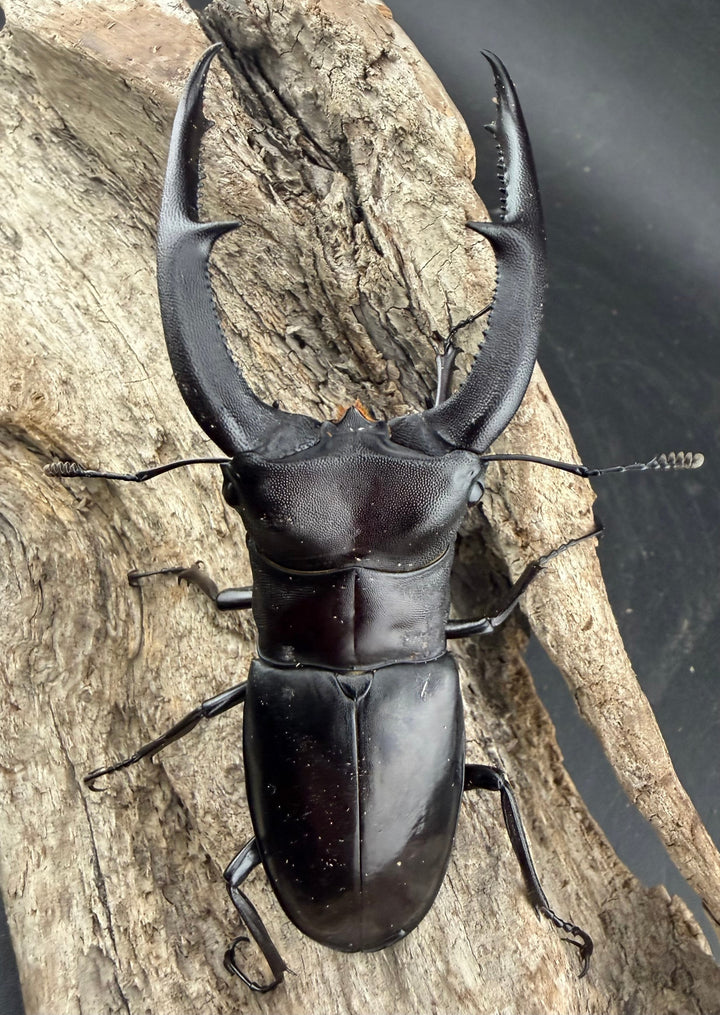 【WD】《マンディブラリスフタマタ 95mm ペア》