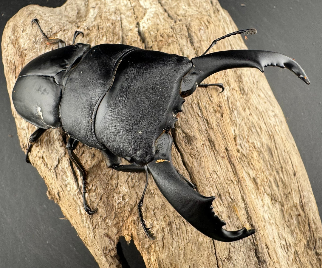 【WD】《西ペレンヒラタ（スラウェシオオヒラタ） 90mm ペア》