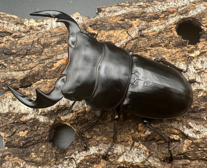 【WF1】《アンタエウスオオクワ カオバン産 75mm ペア》