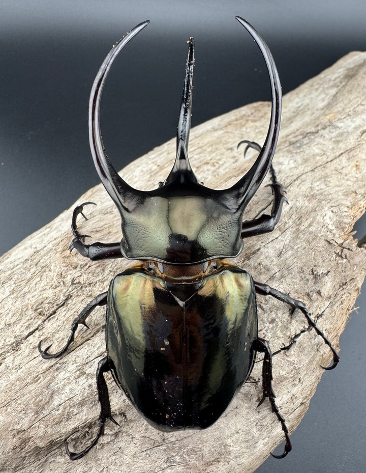 【WD】《ミンダナオアトラスオオカブト キダパワン産 96mm ペア》