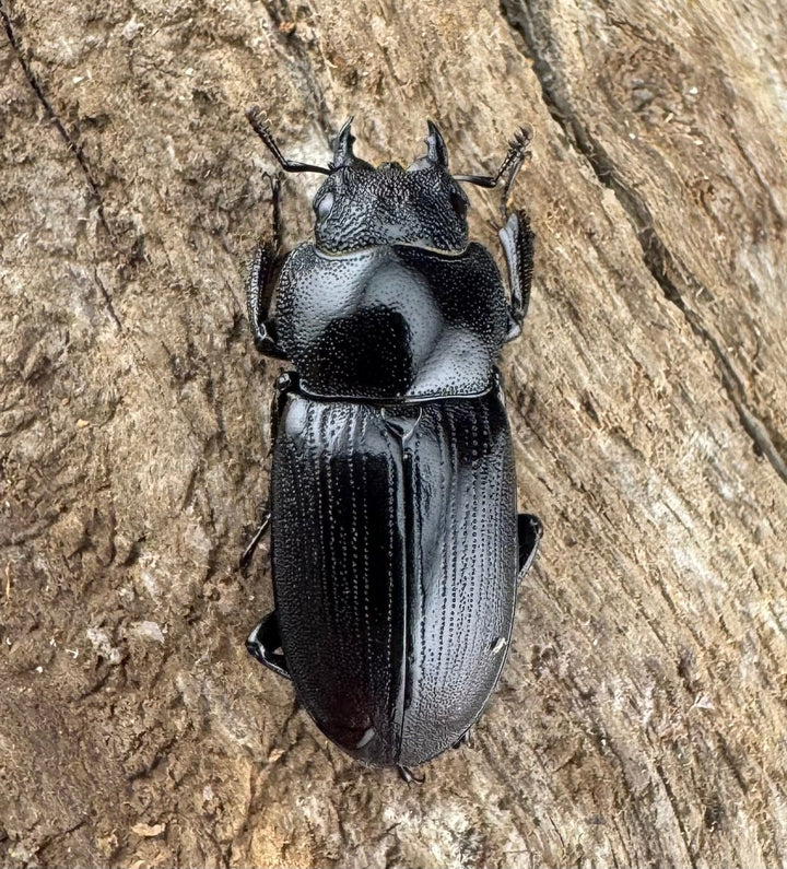 【WD】《ヨンレンセスジ 23mm ペア》