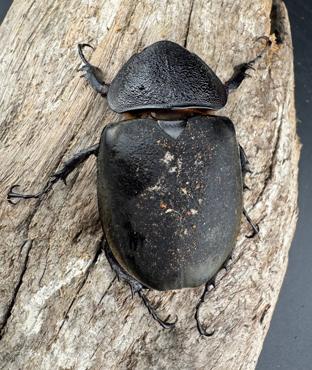 【WD】《ミンダナオアトラスオオカブト マラグサン産 98mm ペア》