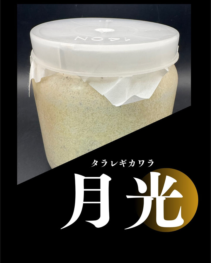 【月光】カワラ菌糸 1400cc