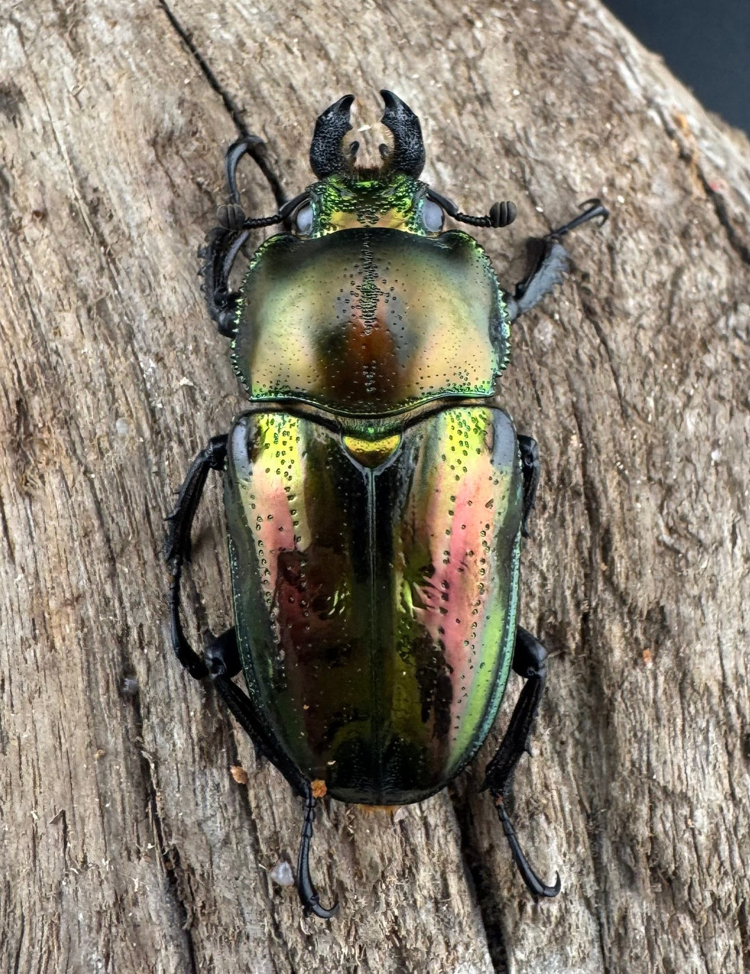 《ニジイロクワガタ 53mm ペア》