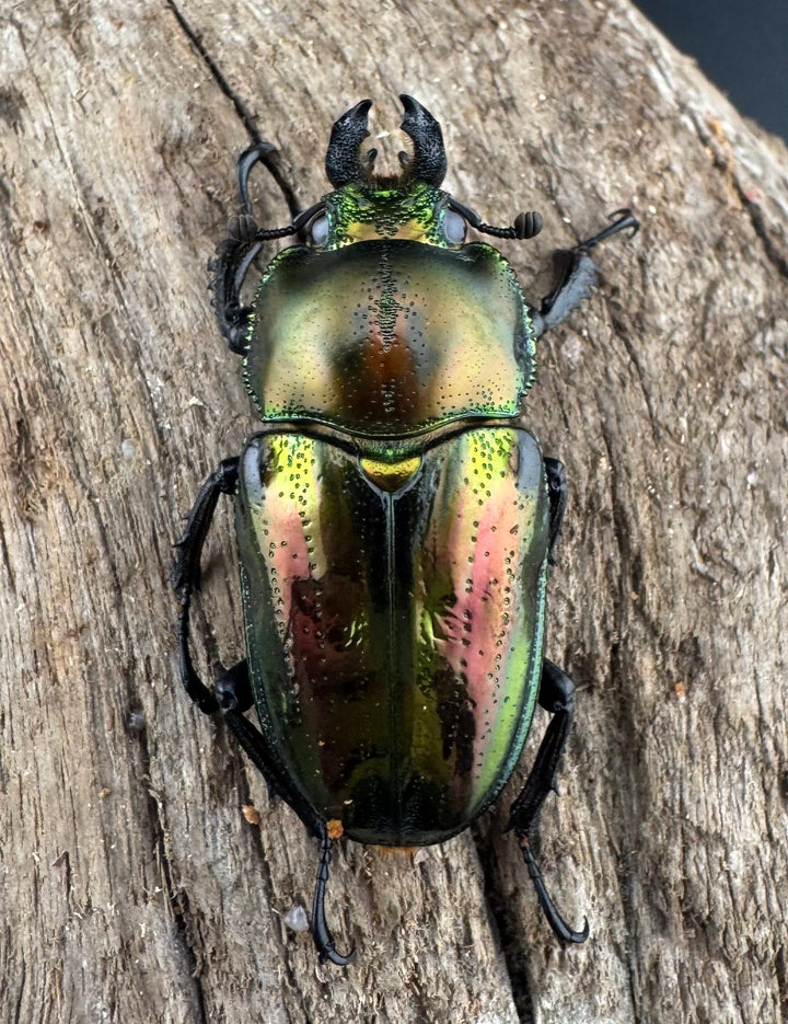 《ニジイロクワガタ 53mm ペア》