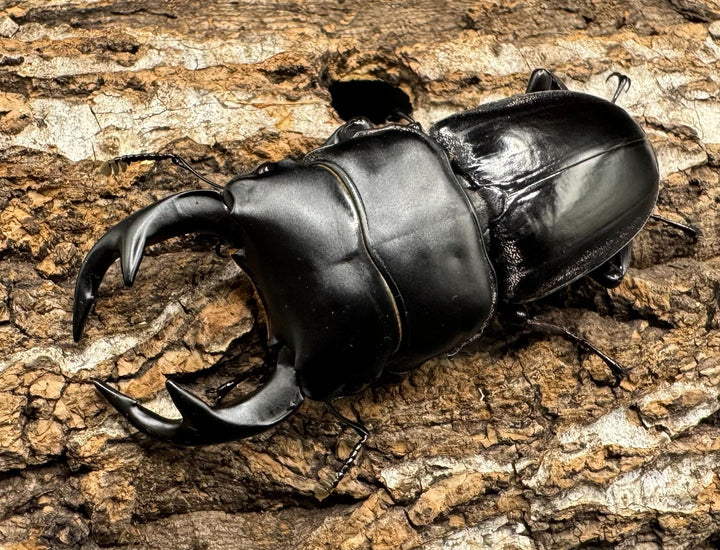 【WD】《クルビデンスオオクワ タイ産 67mm ペア》