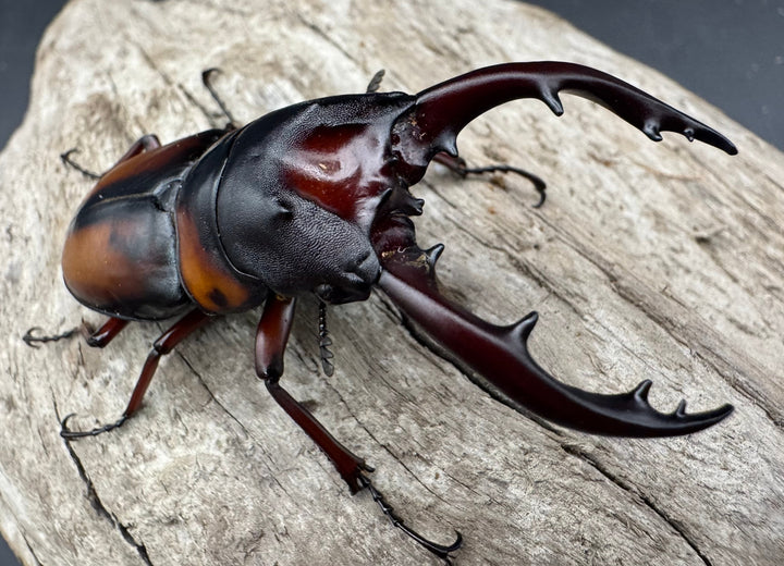 《ミラビリスノコギリクワガタ 63mm ペア》