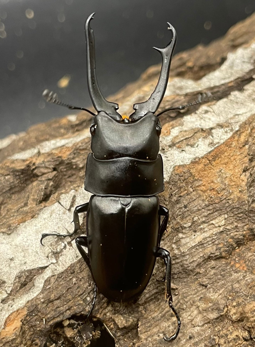 【WD】貴重種《ポレクトゥスノコギリクワガタ 47.5mmUP ペア B品》