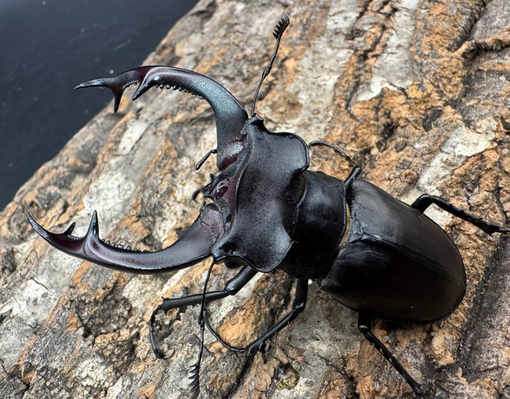 《アクベシアヌスミヤマ 80mm ペア》②