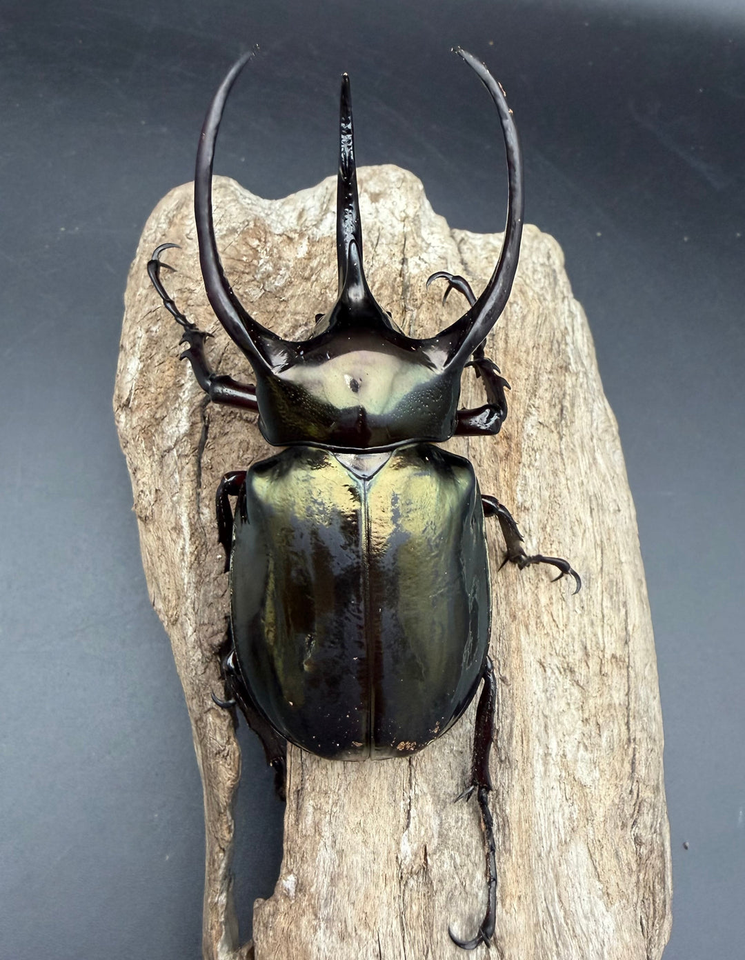 【WD】《ミンダナオアトラスオオカブト マラグサン産 92mm ペア》