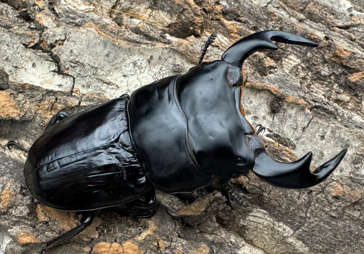 《インドアンタエウス タイガーヒル産 74mm ペア》