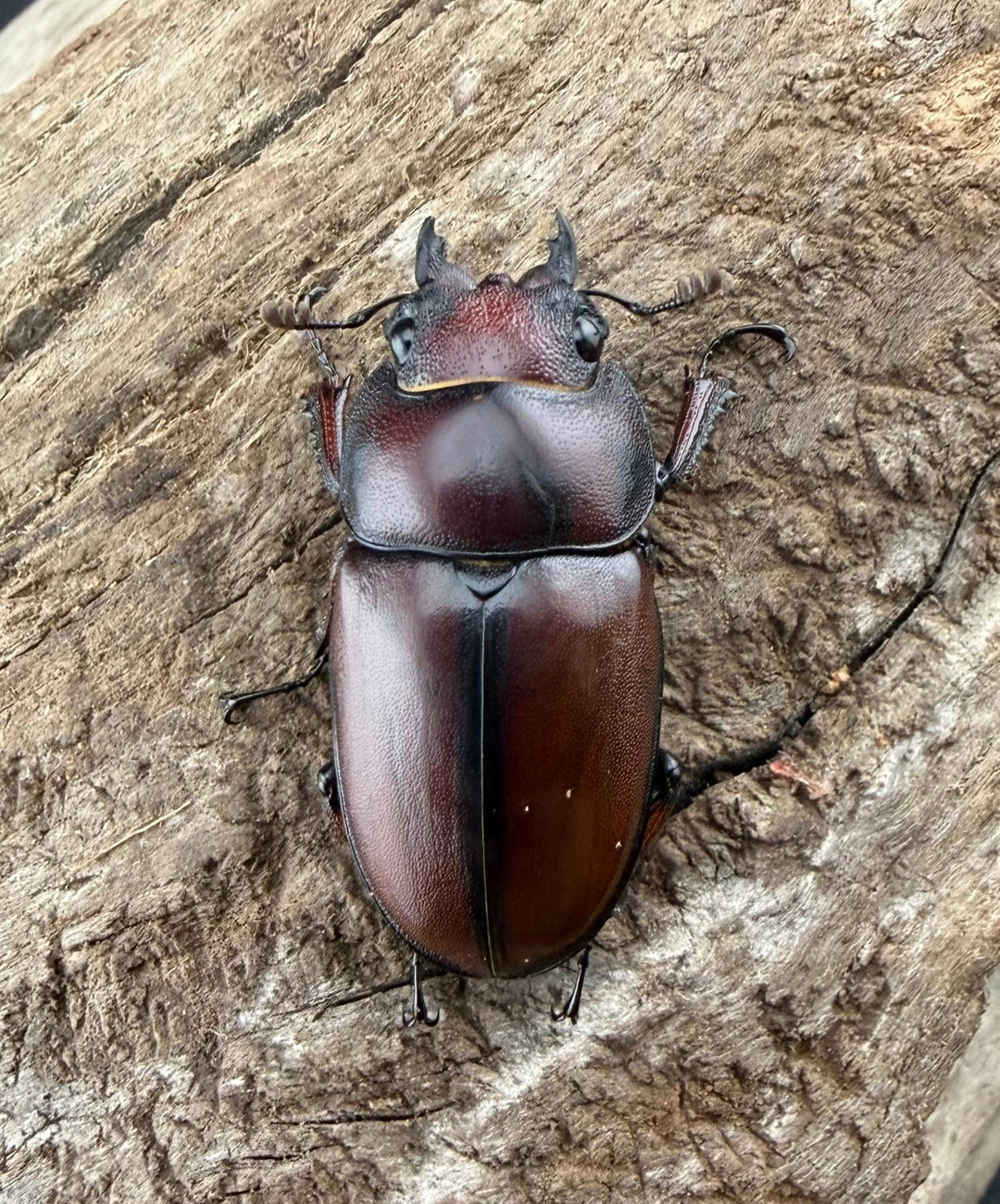 【WD】《アスタコイデスノコギリ ベンクール産 64.5mm ペア》