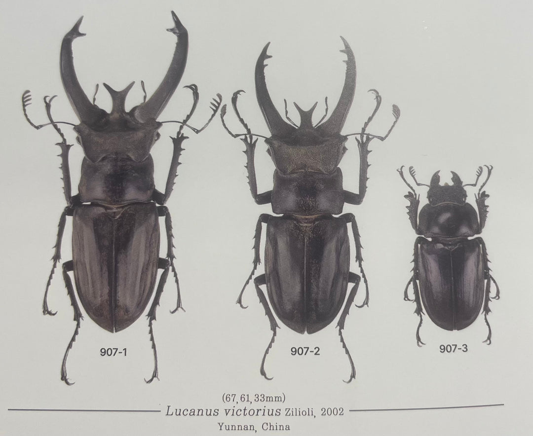 【WD】《ビクトリウスミヤマクワガタ 56mm ペア》