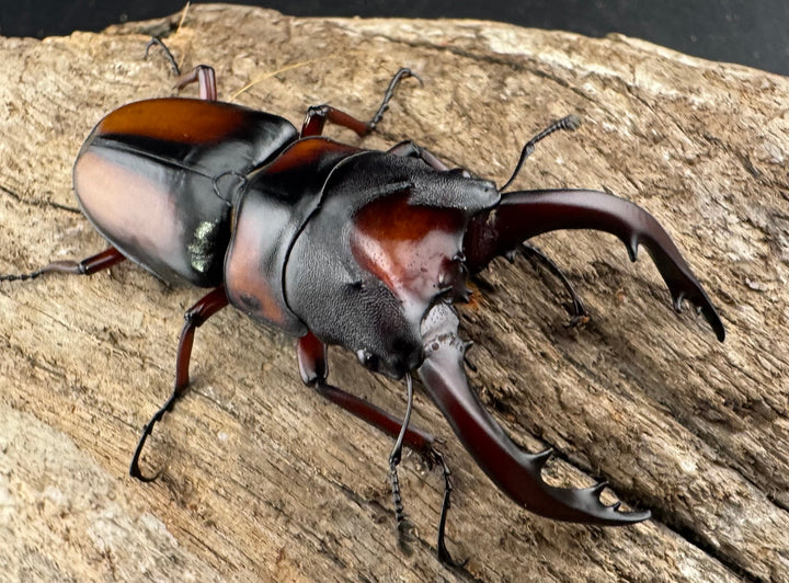 《ミラビリスノコギリクワガタ 60mm ペア》