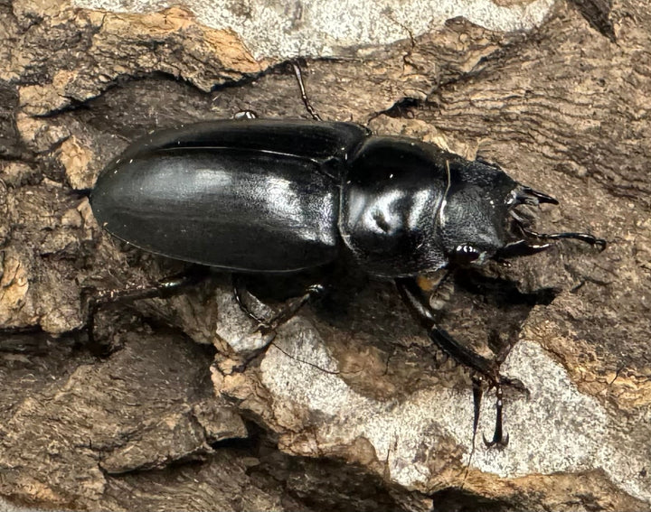 《ドンキエルコクワ亜種ハンプイ（黒ドンキ） Free ♀単》