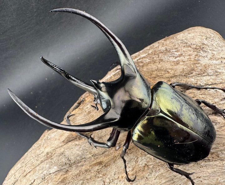 【WD】《ミンダナオアトラスオオカブト マラグサン産 97.5mm ペア》