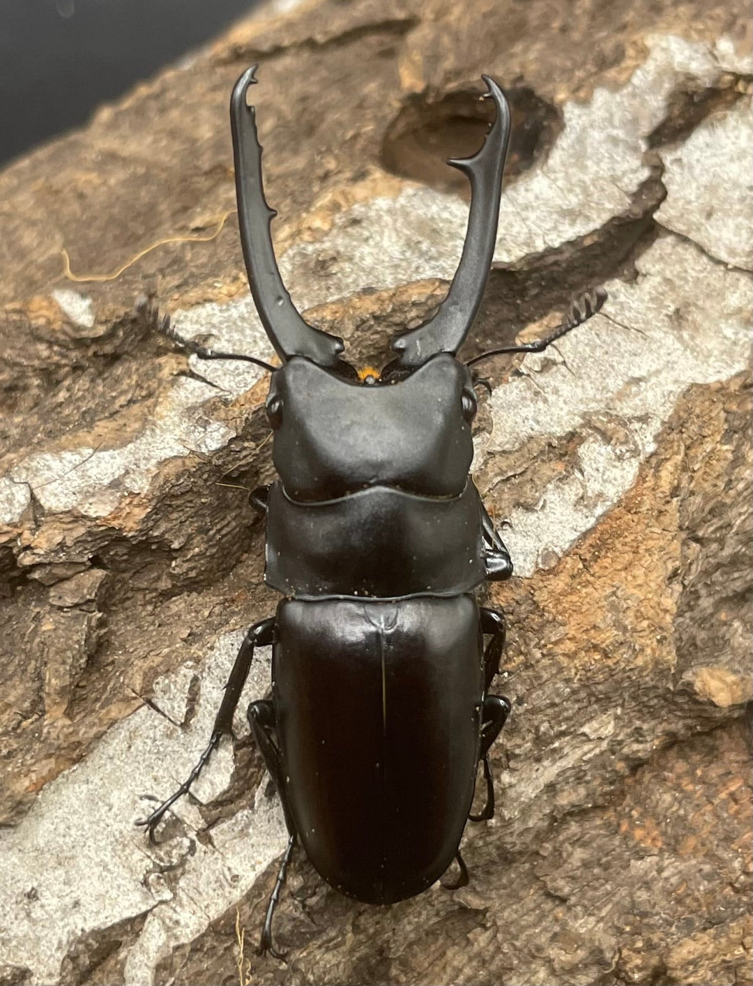 【WD】《ポレクトゥスノコギリクワガタ 50mmUP ペア》