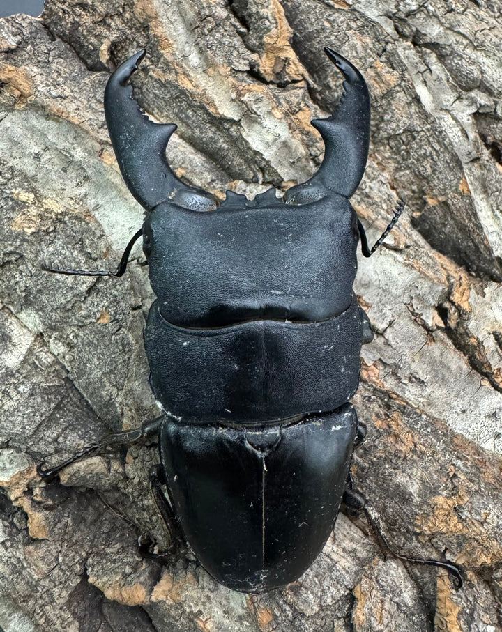 【WF1】即ブリ《マリンドッケヒラタ 90mm ペア》