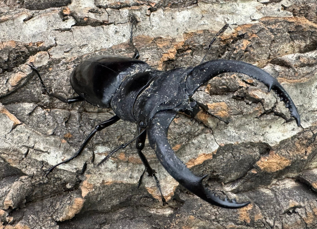 【WD】《リノケロスフタマタクワガタ 80mm ペア》