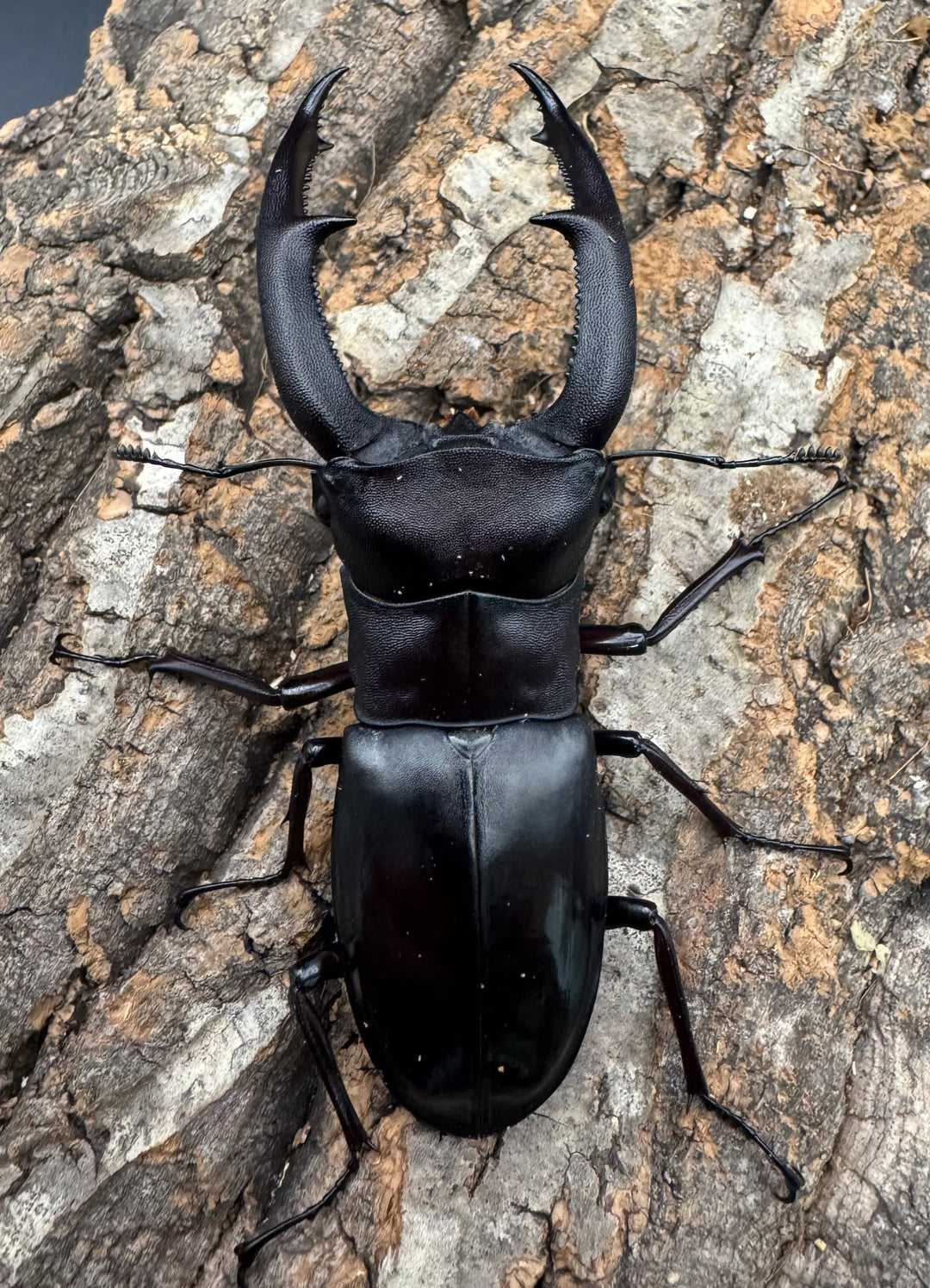 【WD】《マンディブラリスフタマタ 93.5mm ペア》